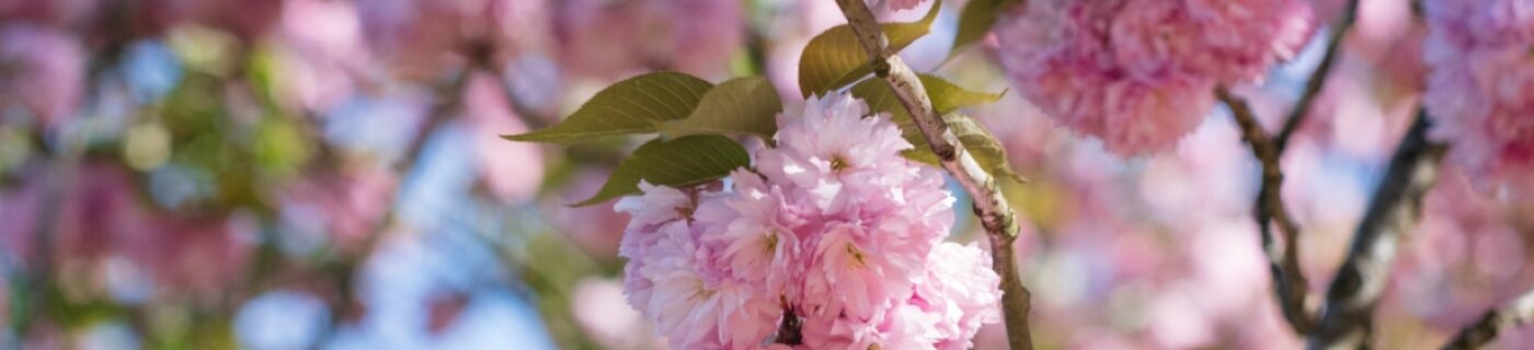 bandeau-printemps.jpg